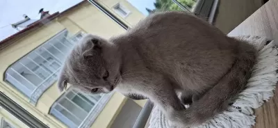 2 Aylık Yavru Scottish Fold