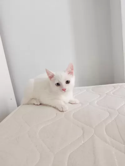 Van Kedisi Yavrusu 3 Aylık Erkek