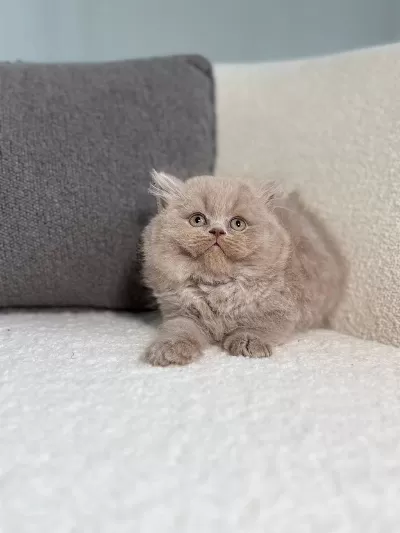 İrk Ve Sağlik Garantili British Longhair Yavrularımız