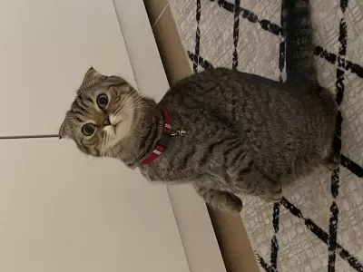Scottish Fold Kızımıza Ömürlük Yuva Arıyoruz