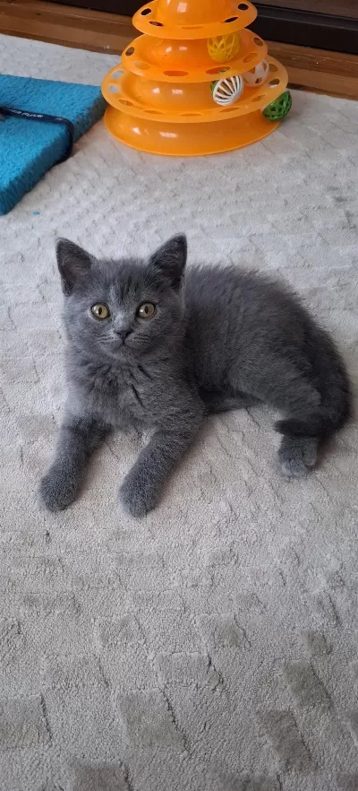 Yeni Yuvasına Gitmeye Hazır Dişi British Shorthair Yavrumuz