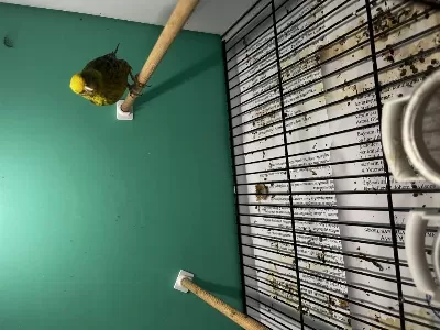 1 Erkek Ve 2 Dişi Golden Lizard Kanarya