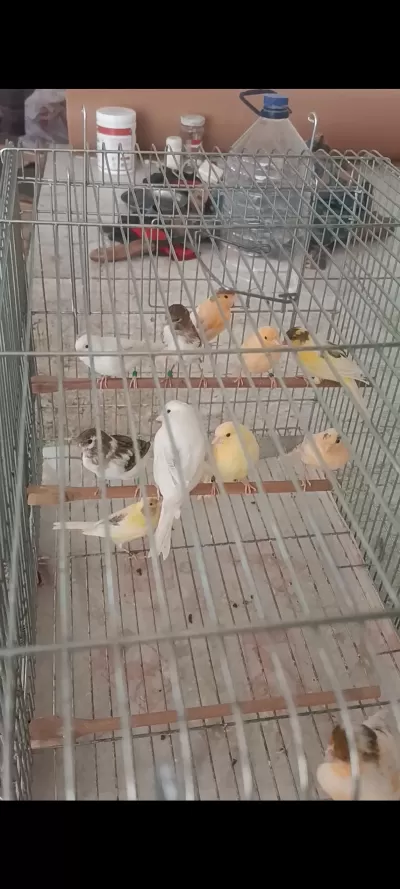 Kanarya Sarı Beyaz Harlikuin Parçali Kanaryalar