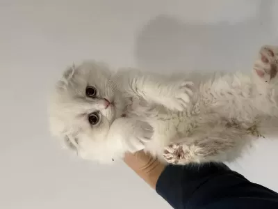 2 Aylık Scottish Fold Yavrular