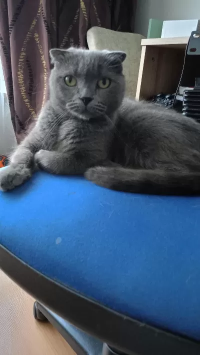 Sahibinden Scottish Fold Kedimiz