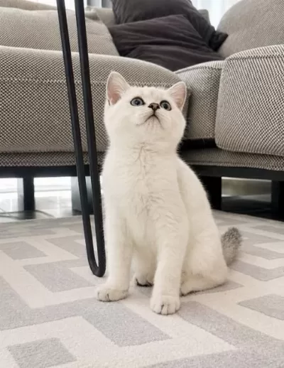 Orijinal British Shorthair