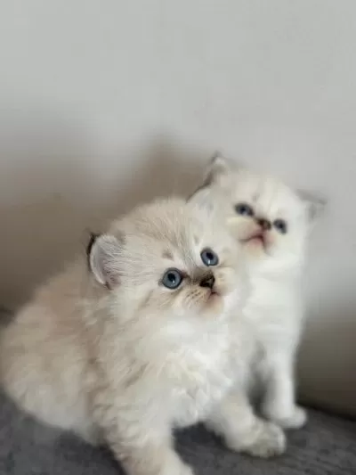 British Longhair Yavrular