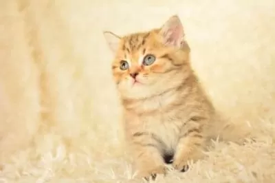 Golden Tabby Ny24 British Shorthair