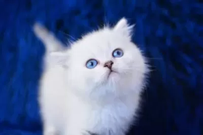 Üst Seviye Silver British Shorthair Yavrumuz Ns1133
