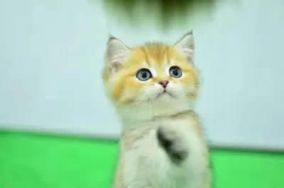 Şampiyon Anne Babanın Yavrusu Golden British Shorthair