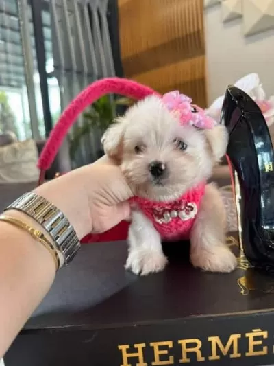 Beyaz Zarafet Secereli Micro Boy Maltese Terrier Yavrusu