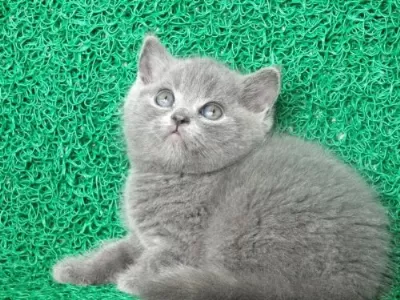 Gri Tüy Yumağı British Shorthair