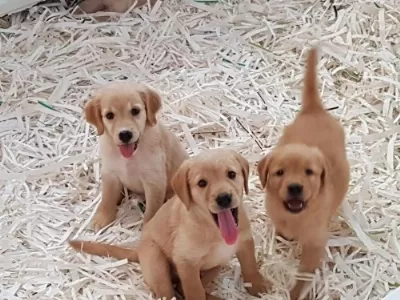 Golden Retriever 7 Aylık Eğitimli