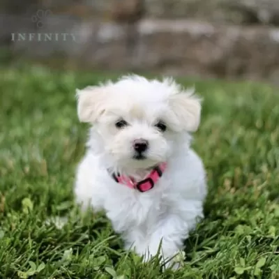 Kar Beyaz Sevimli Yavrular Maltese Terrier