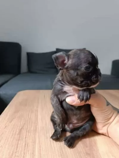 Sevimli Ve Minik French Bulldog Yavrularımız