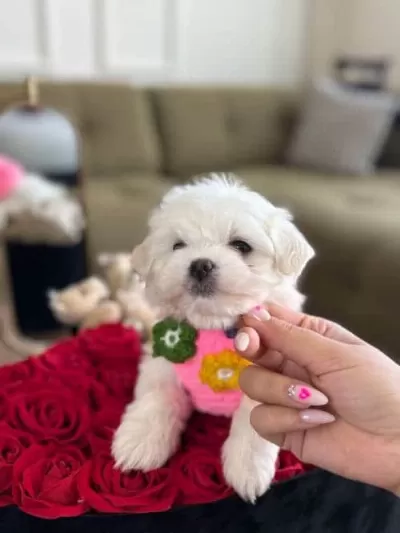 Minik Bebek Lili Yavrumuz