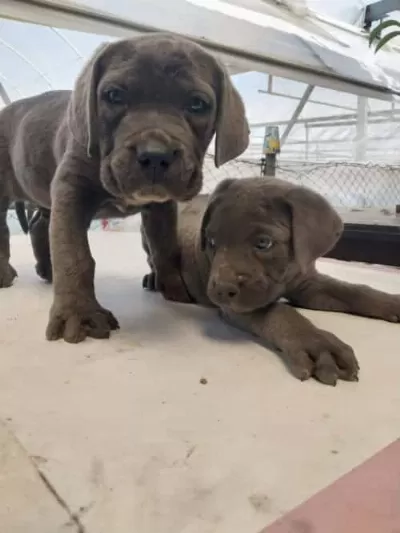 Cane Corso Yavruları