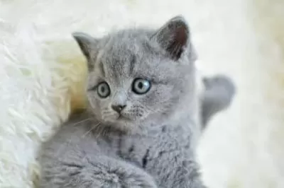 Muhteşem Güzellikte Gri British Shorthair Yavrumuz