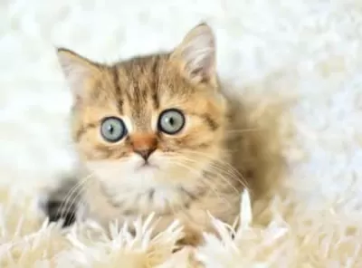 Koca Gözlü Ny24 British Shorthair