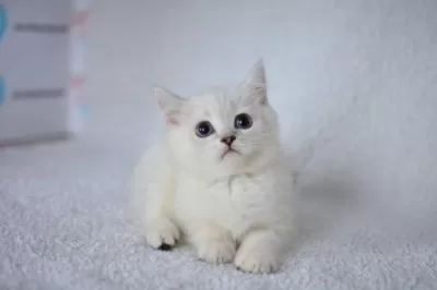 Okyanus Gözlü Silver Point British Shorthair Yavrumuz