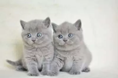 Küt Kafa Gri British Shorthair