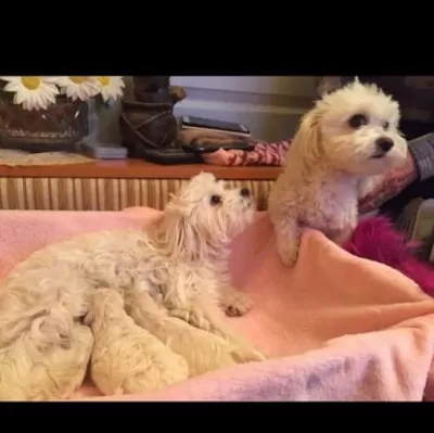 2 Aylık Aşılı Maltese Terrier Yavruları