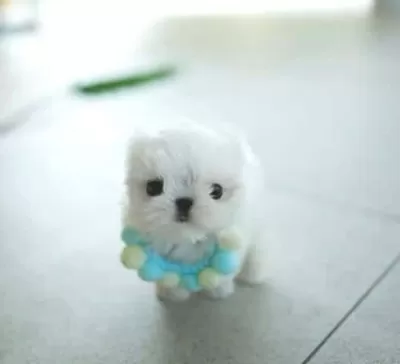 Bardak Boy Mini Kore Maltese Bonny