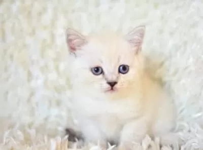 Mavi Gözlü Ns1133 Silver British Shorthair