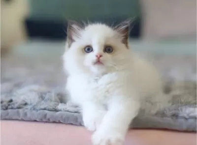 Türkiye’nin En Değerli Kedisi Ragdoll