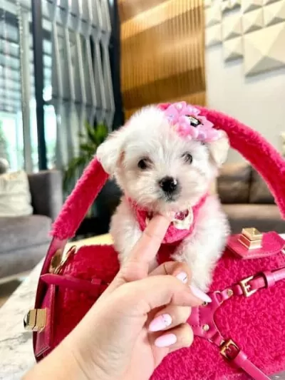 Miniğin Zarafeti Secereli Micro Boy Maltese Terrier Yavrusu