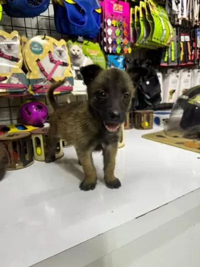 Belçika Malinois Yavrular