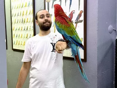 Üst Düzey Evcil Kırmızı Ara Macaw Papağanımız