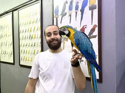 Full Evcil Eğitimli Konuşan Macaw Papağanı