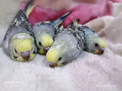 Konuşmaya Yatkın Yavru Muhabbet Kuşkarı