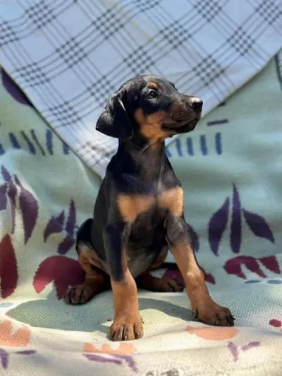 Saf Kan Yavru Doberman Yeni Sahiplerini Arıyor