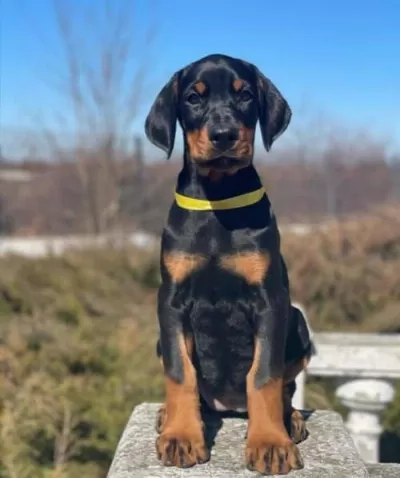 Orjinal Safkan Doberman Yavruları