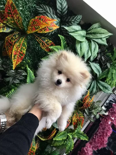 Pomeranian 2,5 Aylık Erkek Yavru