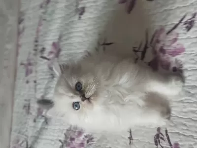 British Longhair Silver