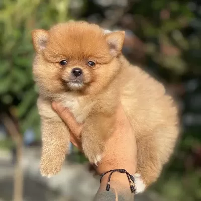 Dünya Tatlısı Spitz Yavruları