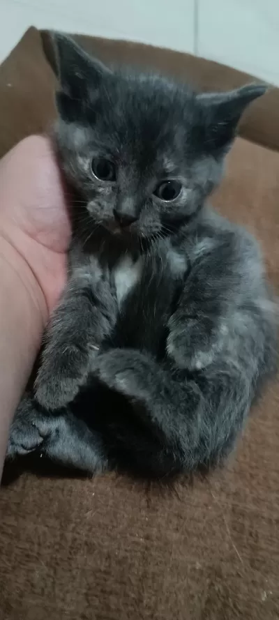 Satılık British Shorthair Silver Tabby