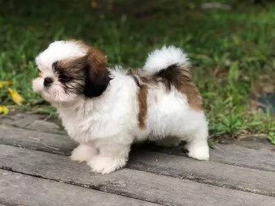 Irk Garantili Shih Tzu Yavruları
