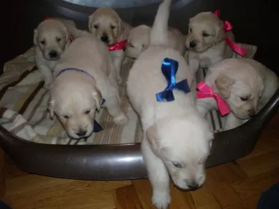 Golden Retriever Yavrulari