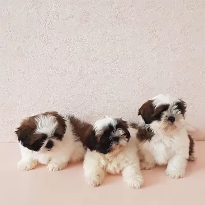 Irk Garantili Shih Tzu Yavruları