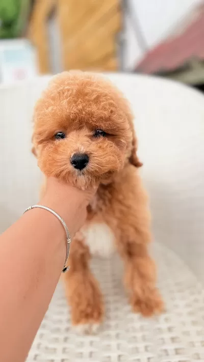 Sakarya Toy Poodle