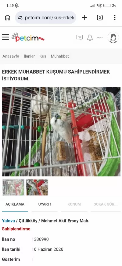Pamuk Ogluma Ev Ariyoruz