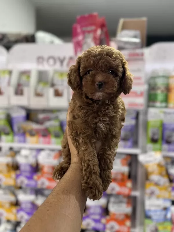 Toy Poodle Miniklerimiz İçin Arayabilirsiniz