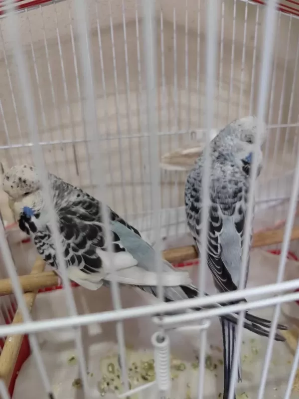 Show Jumbo Yavru Muhabbet Kuşu