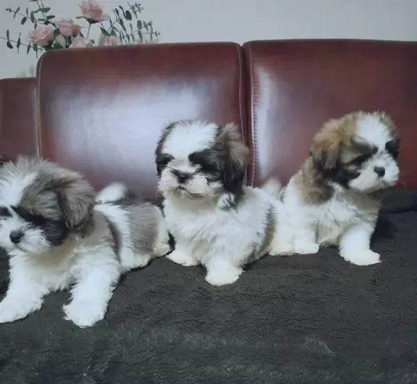 Erkek ve Dişi Shih-Tzu Yavruları Mevcut