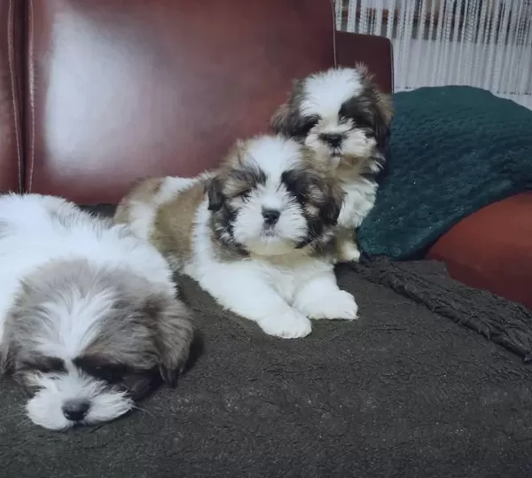 Erkek ve Dişi Shih-Tzu Yavruları Mevcut