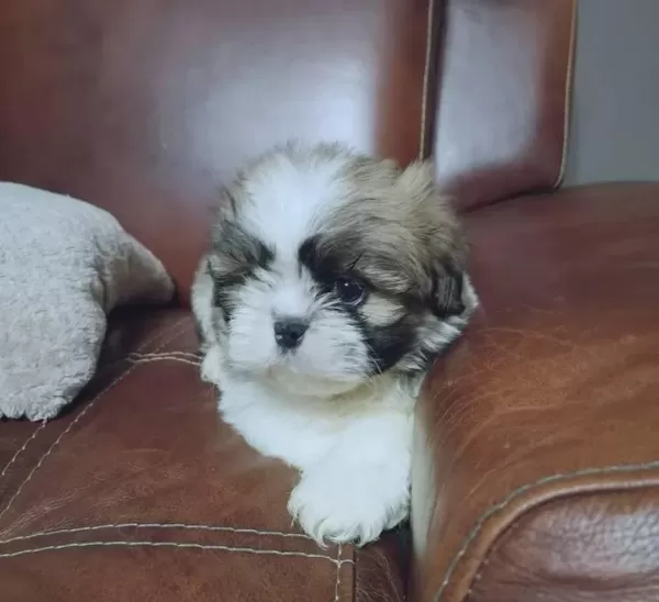 Erkek ve Dişi Shih-Tzu Yavruları Mevcut